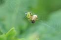 Araniella_cucurbitina_D6077_Z_88_Les Gris_Frankrijk